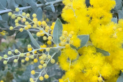 Queensland-Silver-Wattle-Acacia-podalyriifolia-lots-of-open-blossom-©Suzette-D-Searle