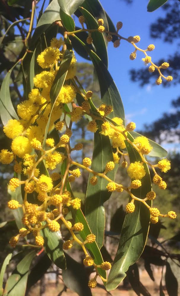 About National Wattle Day Wattle Day