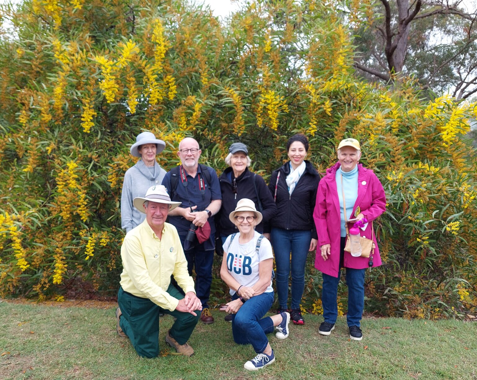 Queensland 2024 Wattle Day