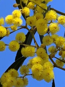 Acacia pycnantha in flower against a blue sky