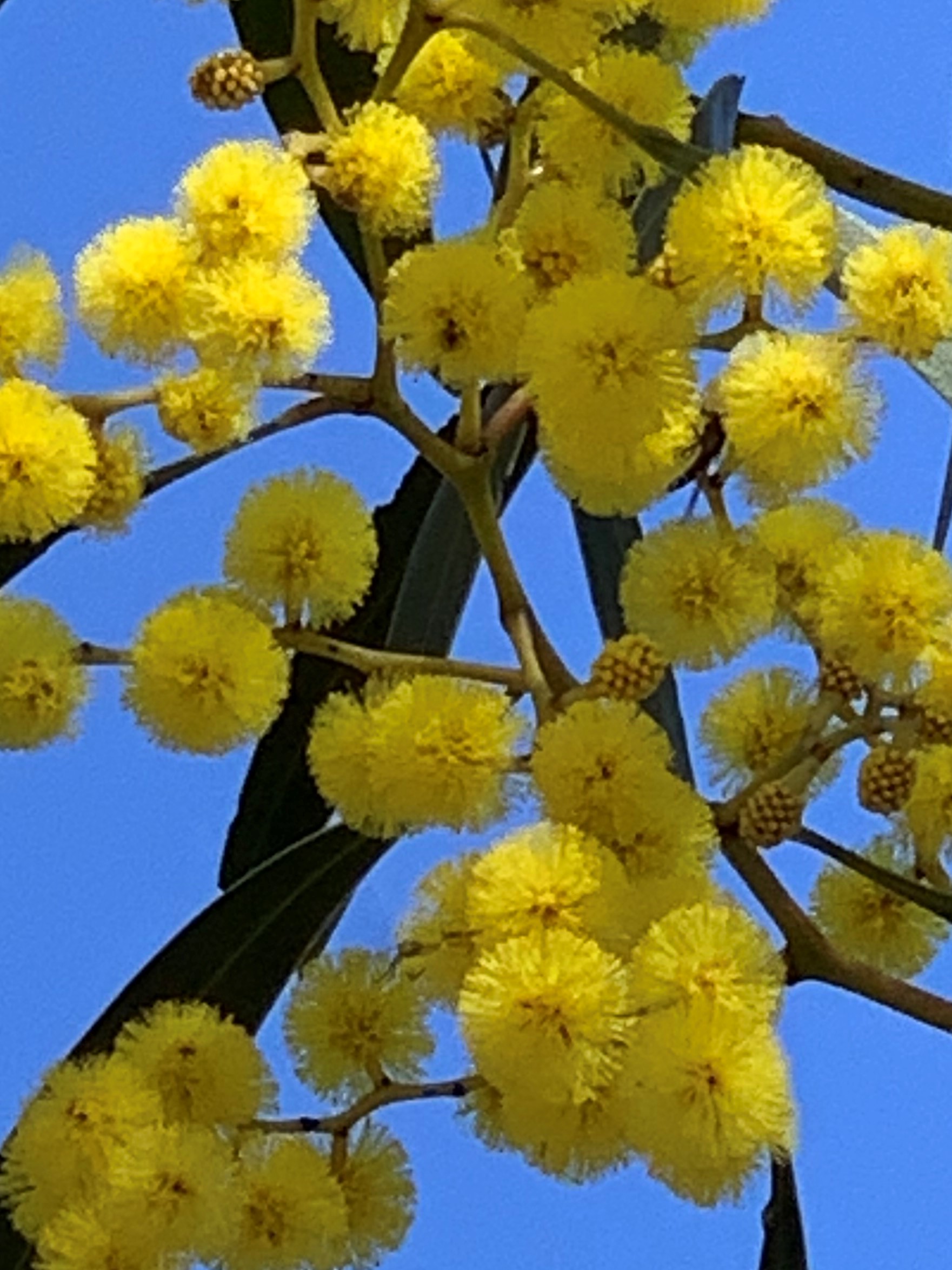 National Wattle Day 2024 Theme - Ania Georgianna