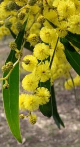 Acacia pycnantha (Golden Wattle)