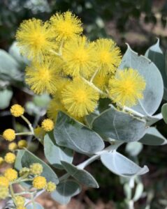 Qld Silver Wattle (Acacia podalyriifolia) 