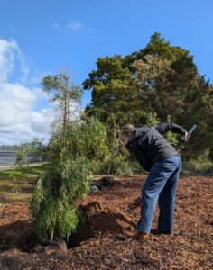 Cheryl Fuller planting Copper tip wattle late Aug 2024