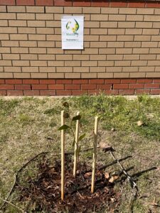 Acacia pycnantha planted at Gordan School 2023 