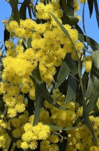 Acacia pycnantha (Golden Wattle) against a blue sky) SD Searle 