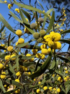 Acacia beckleri ANBG 15 Aug 2024