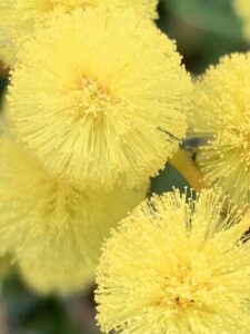 Golden Wattle blossom close-up